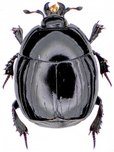 Réf. 185 621 : Margarinotus ventralis
